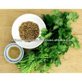 CORIANDER SEEDS SUPPLIER